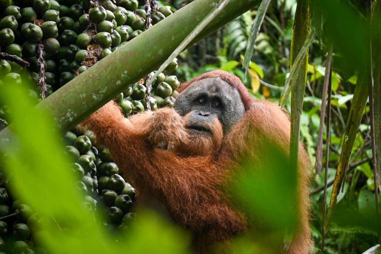 Sumatra Expedition Lodge 武吉拉旺 外观 照片